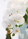 Artificial 9-head Phalaenopsis Real Touch Orchid - 1 piece