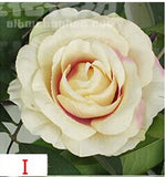 Artificial Silk Rose Flower Heads - 11 pieces